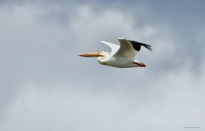 Pelican