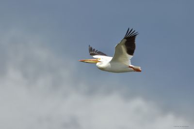 Pelican