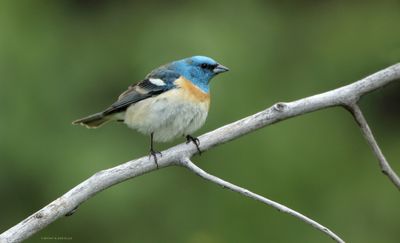 Lazuli Bunting