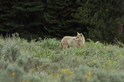 Coyote