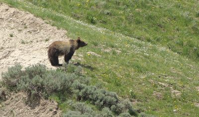 Grizzly in Hayden Valley