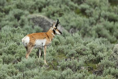 Pronghorn