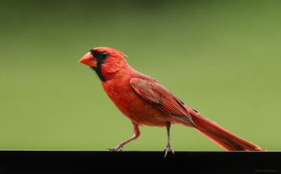 Northern Cardinal