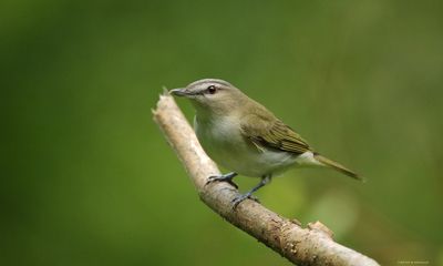 Red-Eyed Vireo