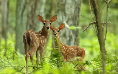 Twin Fawns