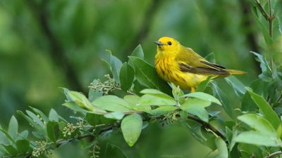 Yellow Warbler