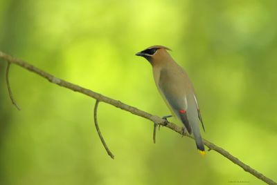 Cedar Waxwing