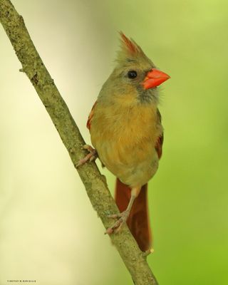 Female Northern Cardinal