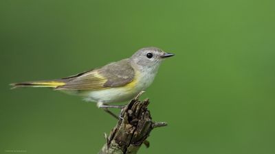 Female American Redstart