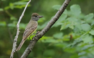 Great Crested Flycatcher