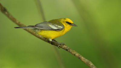 Blue-winged Warbler