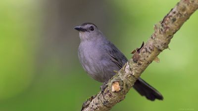 Gray Catbird