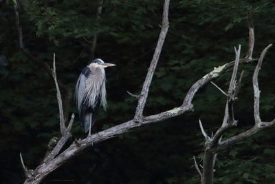 Great Blue Heron
