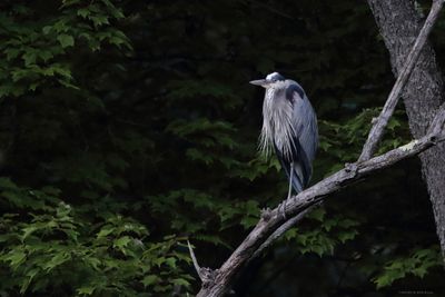 Great Blue Heron