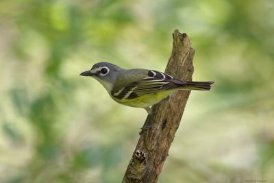 Blue-headed Vireo