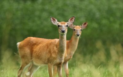 Whitetail Deer