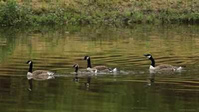 Canada Geese
