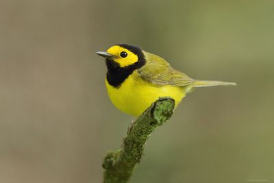 Hooded Warbler