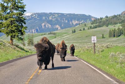 Bison in Lamar Valley