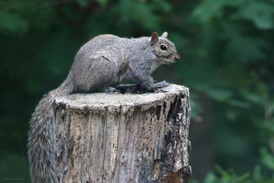 Gray Squirrel