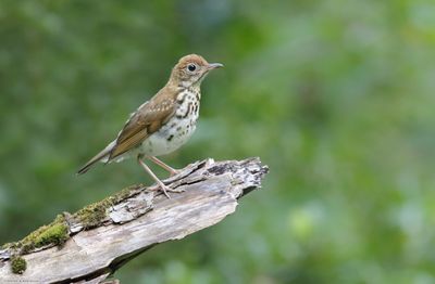 Wood Thrush