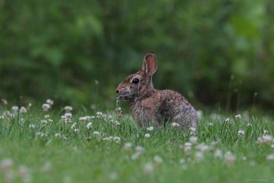 Rabbit