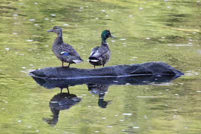 Male and Female Mallard
