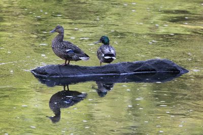 Male and Female Mallard