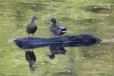 Male and Female Mallard