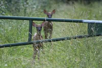 Twin Fawns