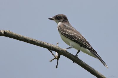 Eastern Kingbird