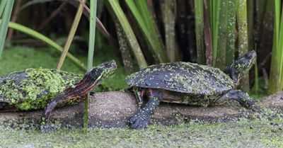 Turtles