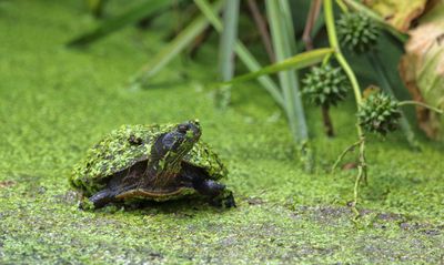 Turtle