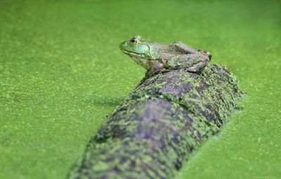 Bull Frog