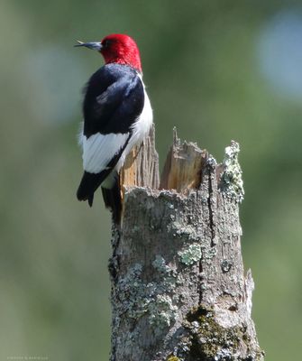 Red-headed Woodpecker