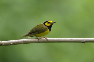 Hooded Warbler