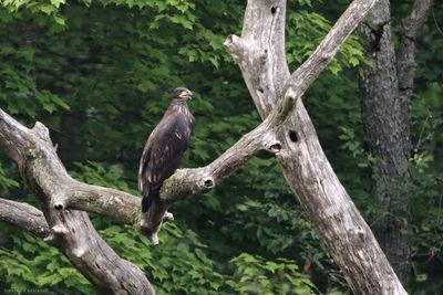 Baby Eaglet