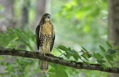 Red-tailed Hawk
