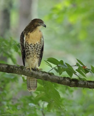 Red-tailed Hawk