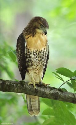 Red-tailed Hawk