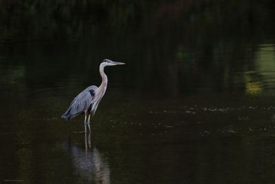 Great Blue Heron