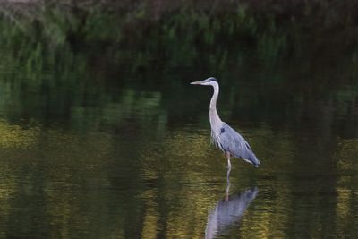 Great Blue Heron