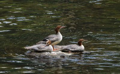 Common Mergansers