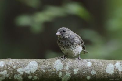 Baby Dark-eyed Junco