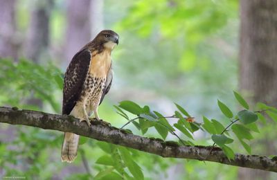 Red-tailed Hawk