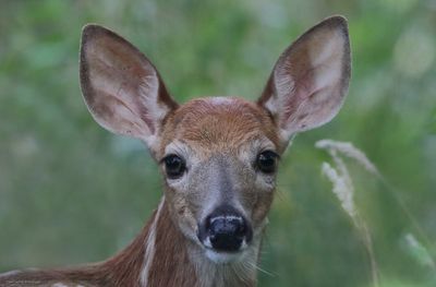 Fawn