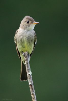 Eastern Wood-Peewee