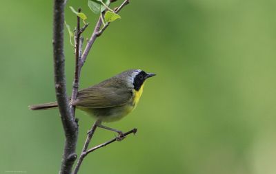 Common Yellowthroat 
