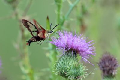 Hummingbird Moth