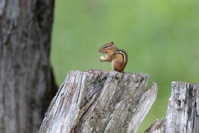 Chippy